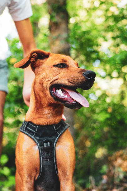 istock A beautiful dog in the countryside 1283932108