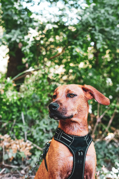istock A beautiful dog in the countryside 1283932126
