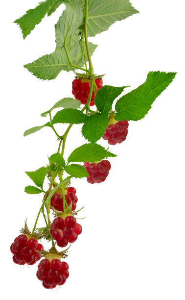 istock Raspberry with leaves isolated on white background. Ripe raspberries . Antiviral treatment. Coronavirus prevention. 1283932175