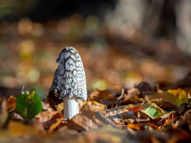 OLYMPUS DIGITAL a Tintling mushroom stands on a leaf-covered forest floor