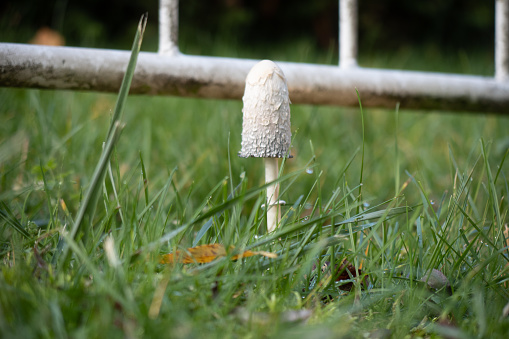 a large Tintling mushroom stands on a green meadow