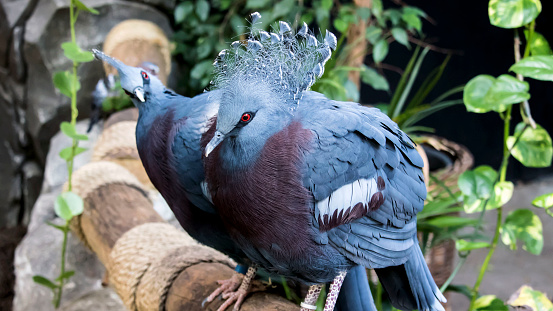 Victoria Crowned Pigeons, with their elegant blue lace-like crests