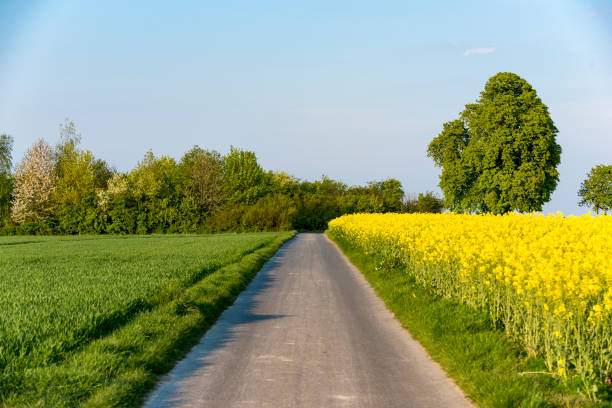 Way An agricultural path on a rapeseed field agroforestry stock pictures, royalty-free photos & images