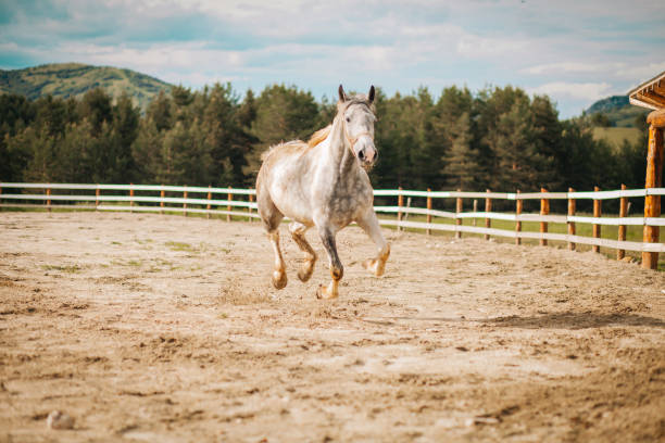 White Andalusian horse (Pura Raza Espanola) runs gallop in summer time
