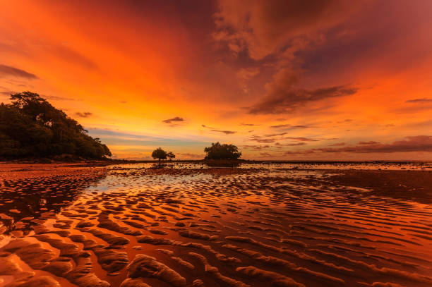 istock Beautiful sunset landscape with tree silhouettes on low tide beach. 1283939454