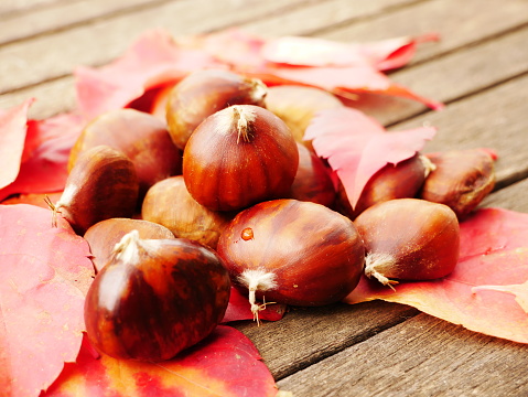 Fallen from the trees and peeled chestnuts in the shell lying on the ground Autumn, October afternoon  outdoors