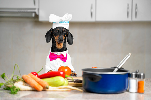 Funny cute dachshund dog, in a cap and a suit of the chef, and a pink bow tie in the kitchen among vegetables and various cookware looks closely at the camera