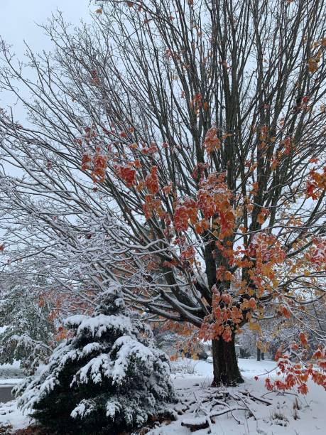 Snow Calls During Autumn Falls Snow on an autumn colored tree by Valerie Ortiz valerie ortiz stock pictures, royalty-free photos & images