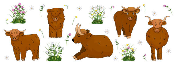 Set of hand drawn small and big highland brown cows, which are sitting, standing, lying on the ground with flowers, meadow clover, buttercup, daffodils Set of hand drawn small and big highland brown cows, which are sitting, standing, lying on the ground with flowers, meadow clover, buttercup and daffodils british beef cow stock illustrations