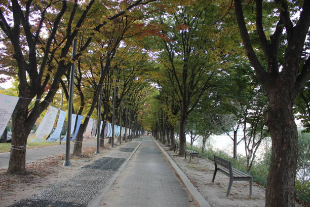 istock Paved pedestrian way or walk way with trees on sides for public walk 1283942832