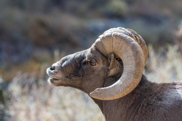 istock Bighorn ram close up headshot 1283943827