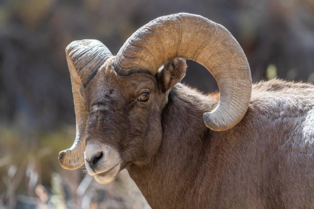 Bighorn ram close up headshot