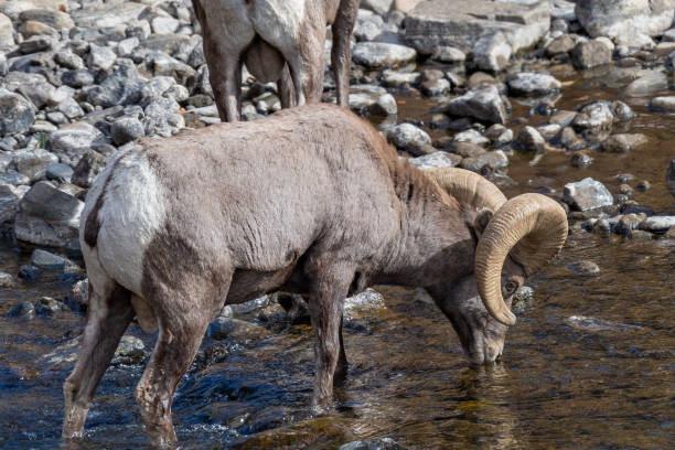 istock Bighorn ram crossing shallow river drinking water 1283943854