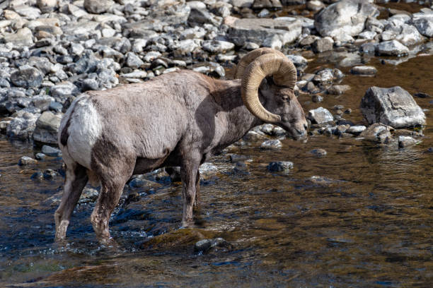 istock Bighorn ram crossing shallow river drinking water 1283943865