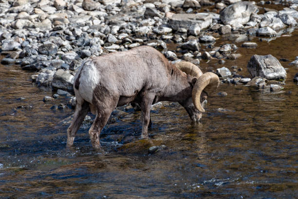istock Bighorn ram crossing shallow river drinking water 1283943872