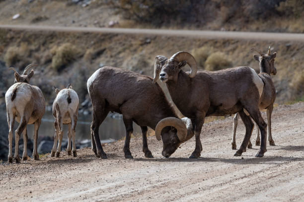 Bull Rams Fighting 80+ Rams Fighting fotos de stock, imagens e fotos royalty-free - iStock