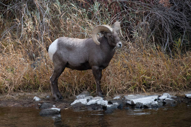 istock Bighorn ram crossing shallow river 1283945053