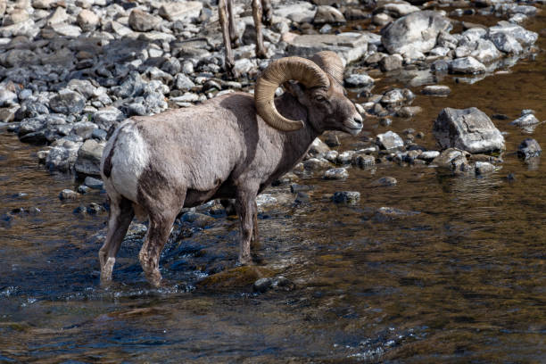 istock Bighorn ram crossing shallow river drinking water 1283945180