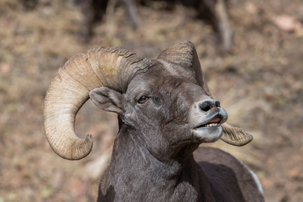 istock Bighorn ram close up headshot 1283945246