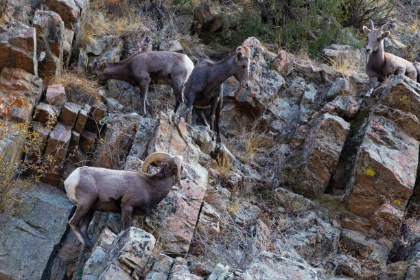 istock Bighorn sheep standing on steep slope 1283945342