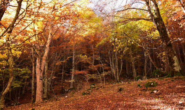 istock Foliage: the colors of autumn. 1283945407