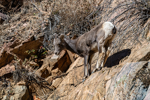Young Bighorn sheep standing on rock