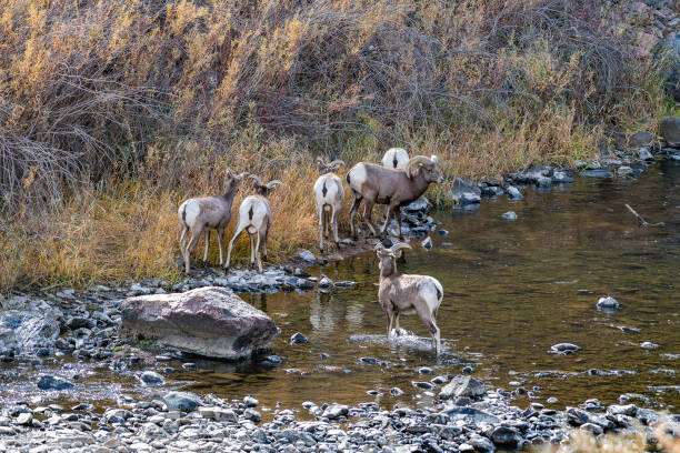 Bighorn Sheep on Side of Road - Sheep ewe standing next to road looking at camera.