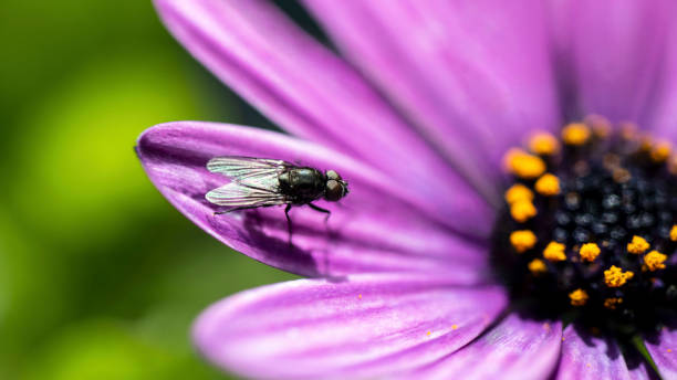 istock A Fly on a purple flower 1283946370