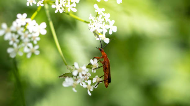A Common Red Soldier Beetle A Common Red Soldier Beetle on a Cow Parsley flower rhagonycha fulva stock pictures, royalty-free photos & images