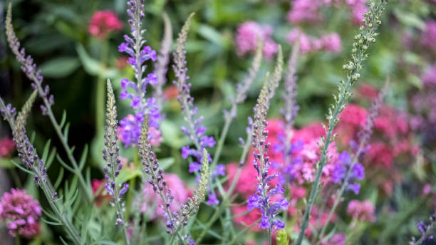 istock Purple and pink wildflowers 1283946614