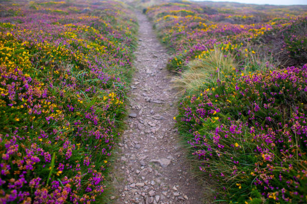 Close up of a footpath leading through wild heather and gorse
