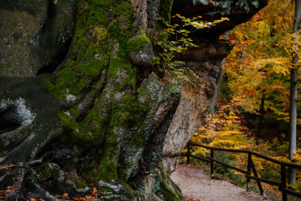 istock Autumn landscape, ground covered with yellow foliage in fall forest near Pravcicka gate (Prebischtor), Bohemian Switzerland national park, Hrensko, Czech Republic, October 28, 2020 1283947366