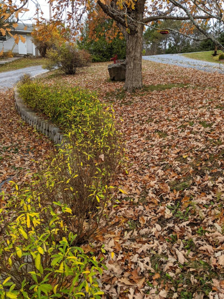 istock Autumn Leaves Along a Green Hedge 1283947663