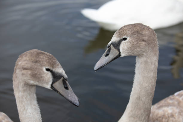istock Pair of cygnets 1283948701