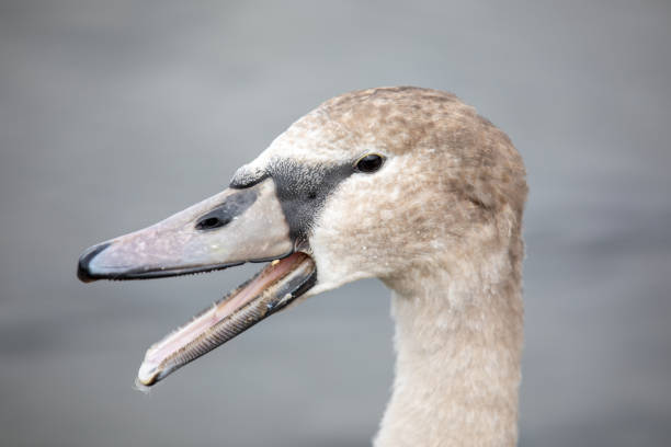 Close up shot of cygnet with its beak open