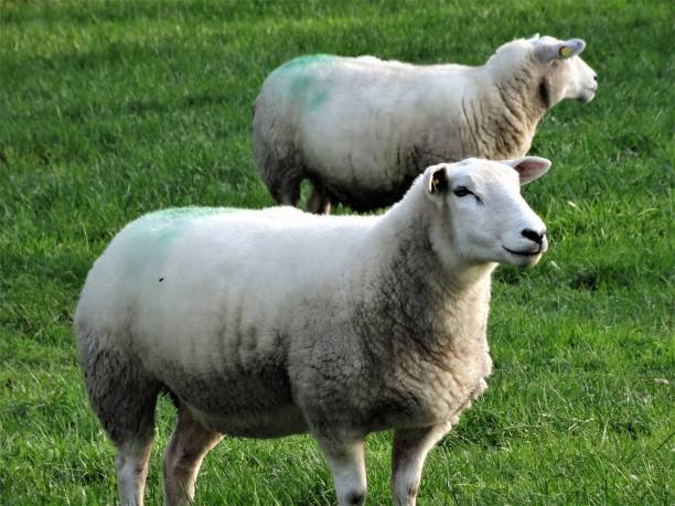 istock Two sheep standing on the green meadow 1283950586