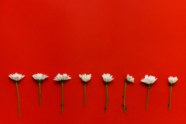 istock White daisies on a bright red background. Cute flowers with copy space. Red trending color backdrop. Creative concept. 1283950613