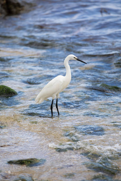istock Little egret standing in the surf 1283951688