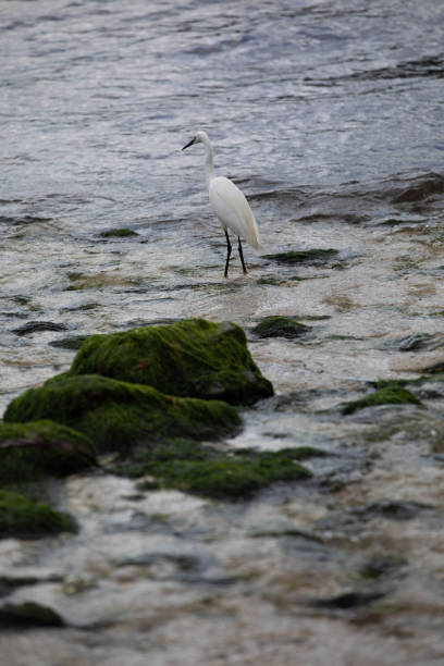 istock Little egret in the distance 1283952299