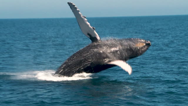 Humpback Whale Breaching in Slow Motion