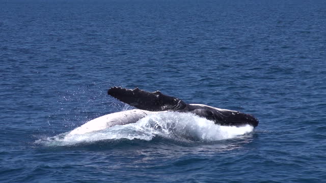 Humpback Whale Breaching in Slow Motion