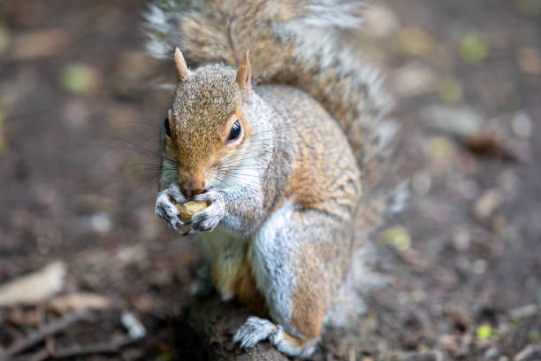 istock Close up of a squirrel eating a peanut 1283952474