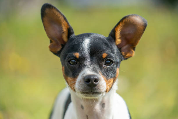 istock a young black and white chihuahua 1283952484