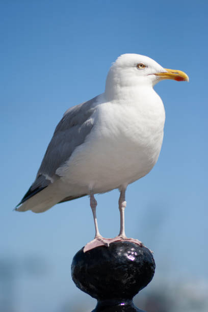 istock Seagull standing on a metal pole 1283953234