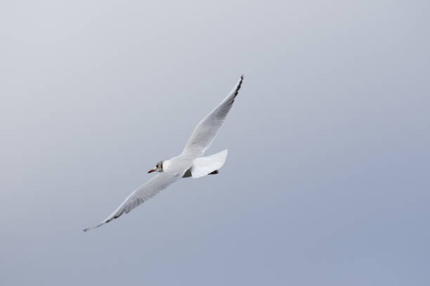 istock Gull in flight with outstretched wings 1283953315