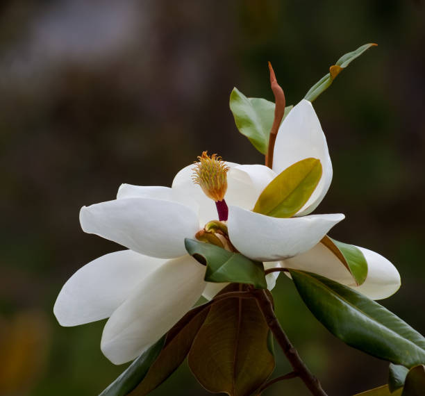 istock brightly lit magnolia tree blossom closeup 1283955062