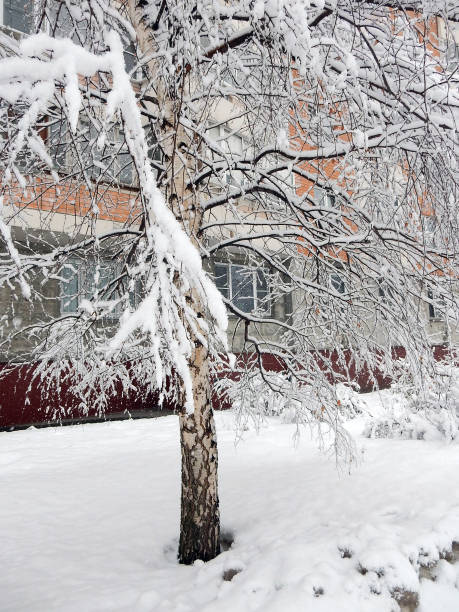 istock snow-covered trees in the winter cityscape, selective focus. 1283955466