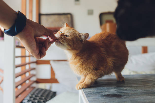 życie domowe ze zwierzęciem. młody człowiek daje swoim kotom przekąskę mięsna. - domestic cat animals feeding pet food food zdjęcia i obrazy z banku zdjęć