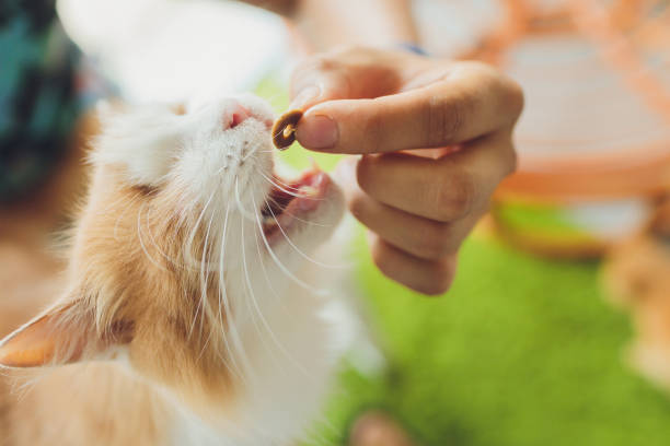 istock Injured cat with only one eye at home. 1283955647