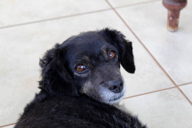 istock Portrait of a black and white dog 1283957655